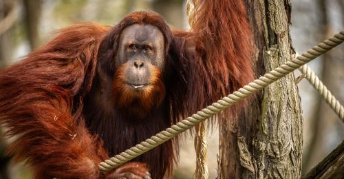 ZOO Planckendael